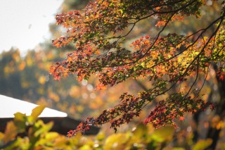 秋のロケーション＊