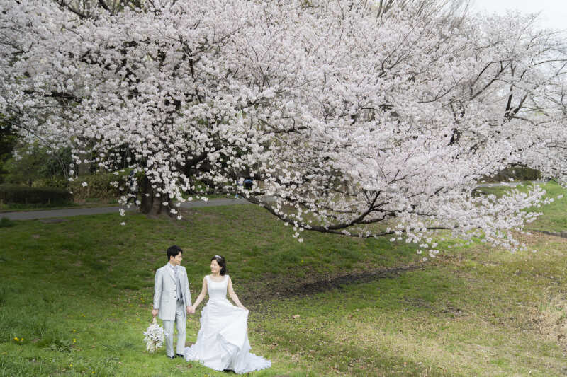 とても立派な桜です!