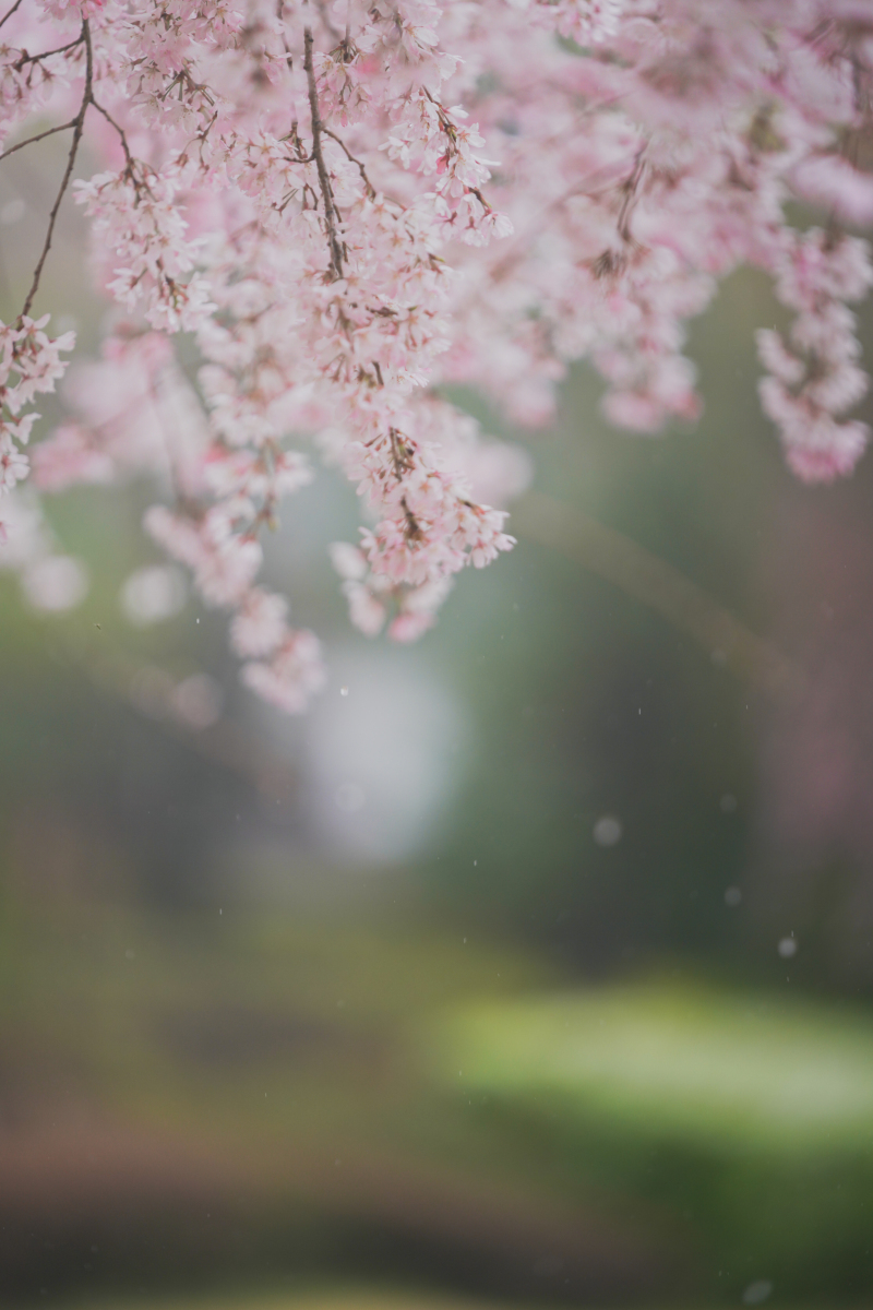 桜も