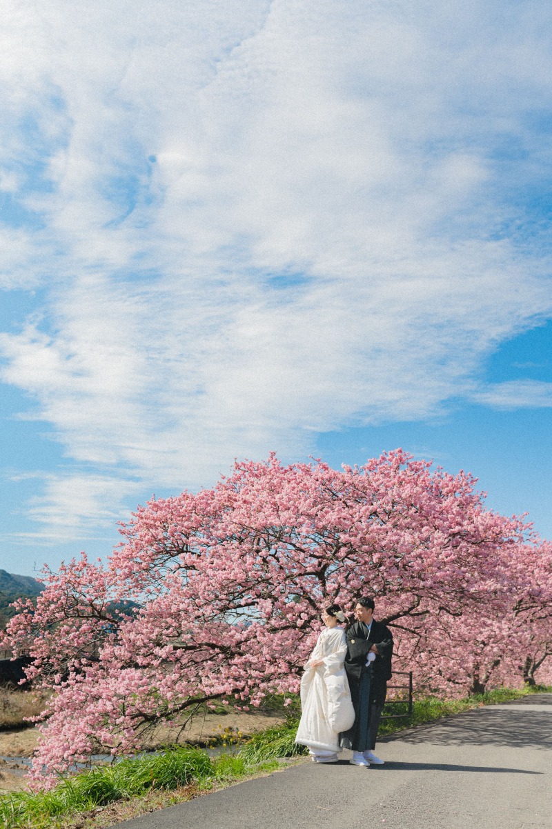 河津桜