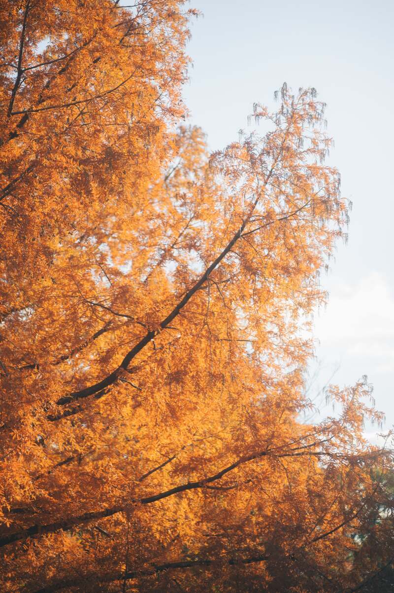 紅葉のワンカット