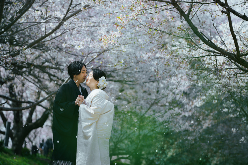 舞う桜の花びらと