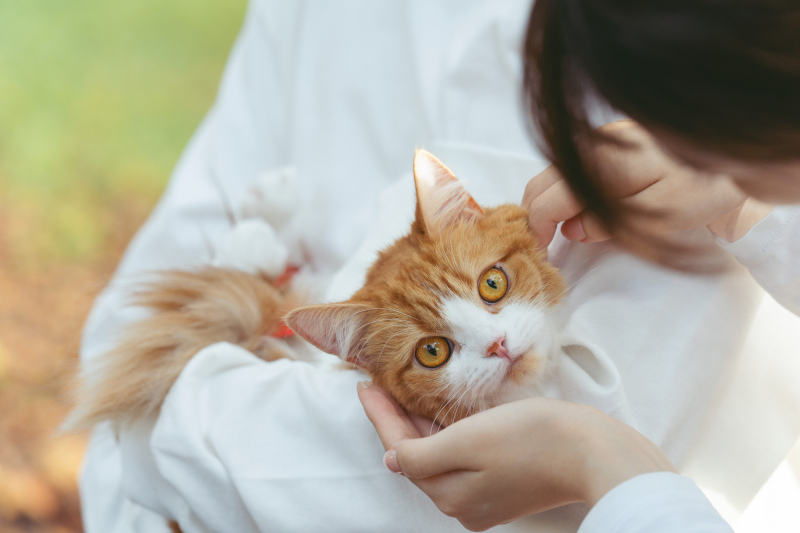 猫ちゃんのお写真