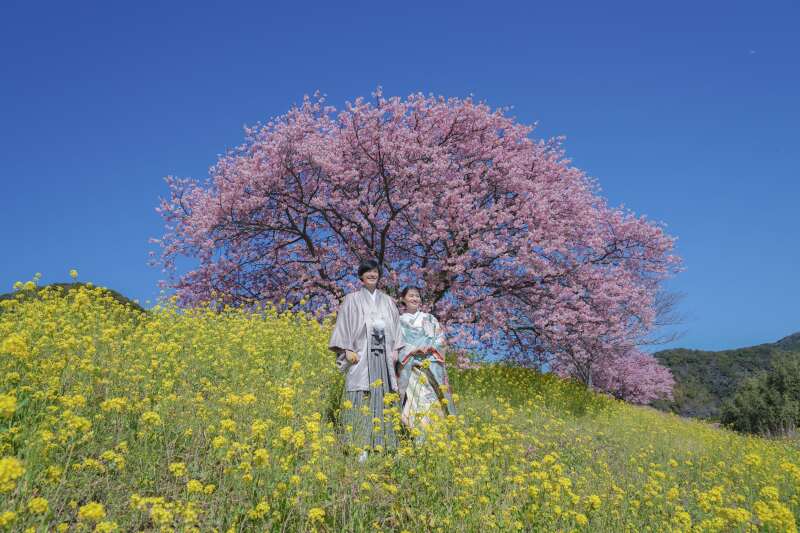 河津桜と菜の花と