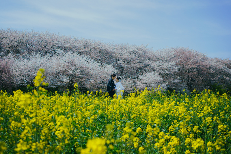 空・桜・菜の花