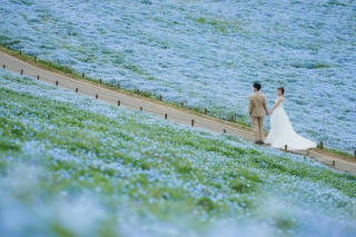 ネモフィラに囲まれて。