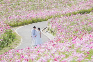 満開のコスモスと
