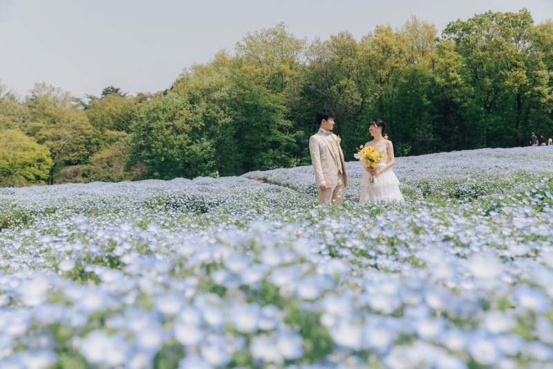 お次はネモフィラで