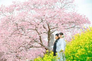 河津桜の季節が近づいてきました！！！桜と菜の花と海と！