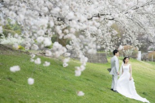 大宮第二公園　桜