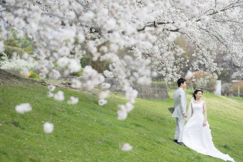 大宮第二公園 桜