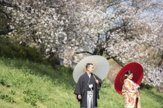 大宮第二公園　最後の桜