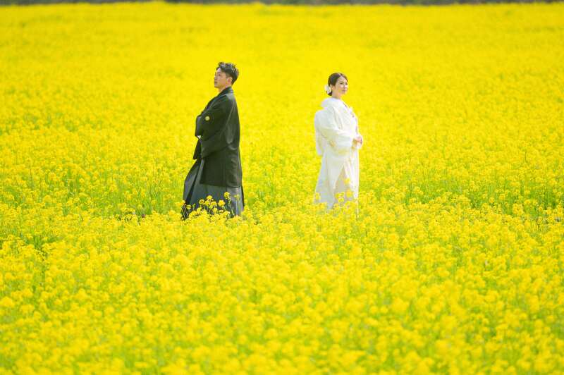菜の花