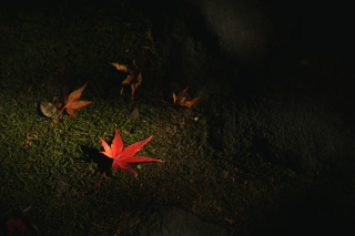 紅葉ロケーション