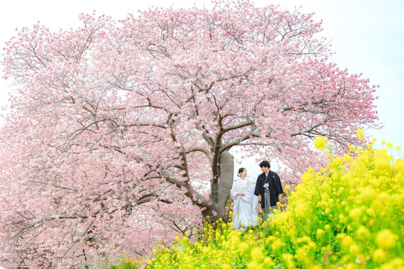 春の訪れをひと足早く感じられる河津桜と菜の花