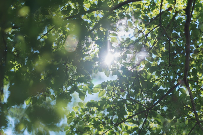 初夏の緑の綺麗な日