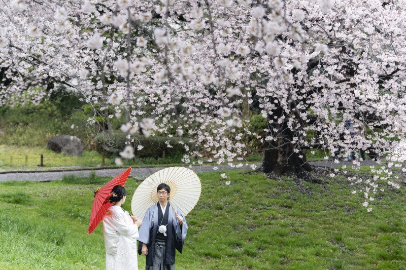 立派な桜が沢山！