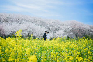 今だけ2万円OFF 3月〜4月桜撮影検討の方、桜ロケーション受付開始♫