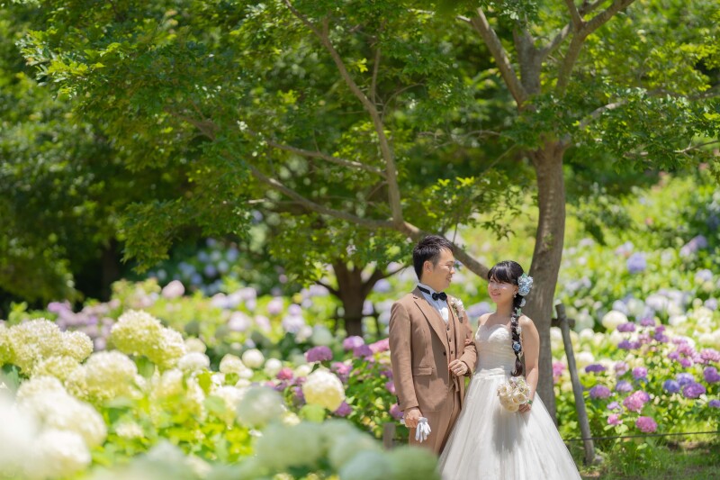 紫陽花囲まれて