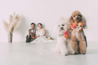かわいいワンちゃんとの撮影
