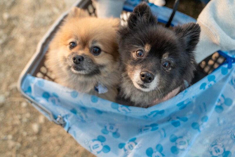 わんちゃんだけのショットも♡