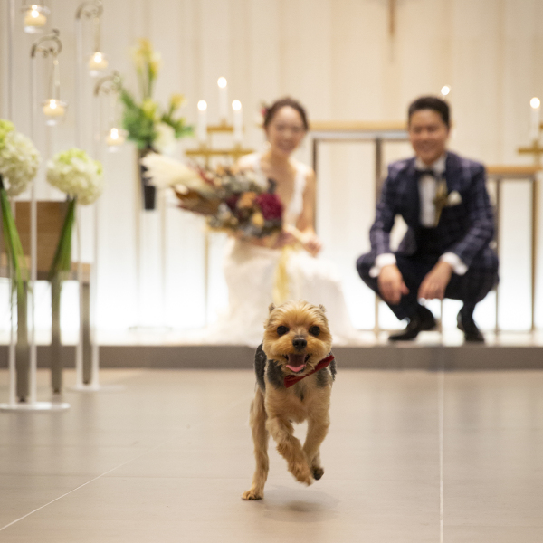 DESTINA photo wedding_ペットと一緒に撮影できる