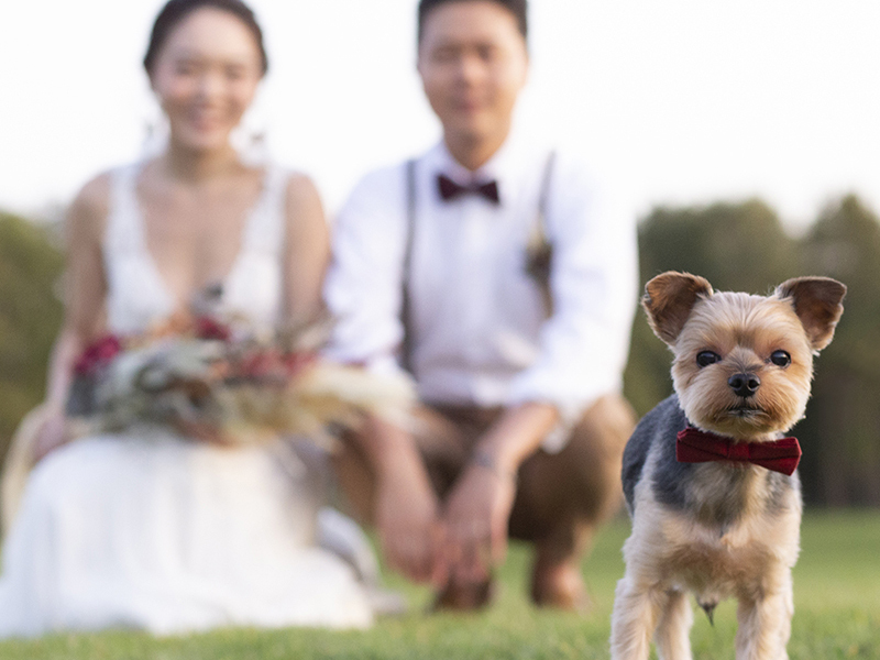 DESTINA photo wedding_ペットと一緒に撮影できる