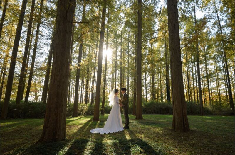 メタセコイヤの森