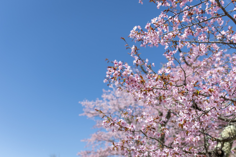 4月の桜に囲まれて