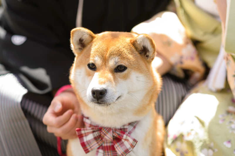 おめかしをして