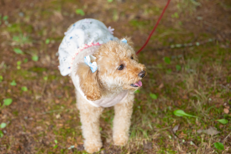 わんちゃんも一緒にドレスアップをした素敵な一枚