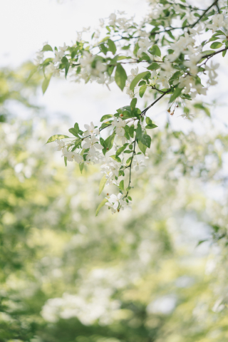 ONE PHOTO WEDDING 旧軽井沢KIKYO_雲場池