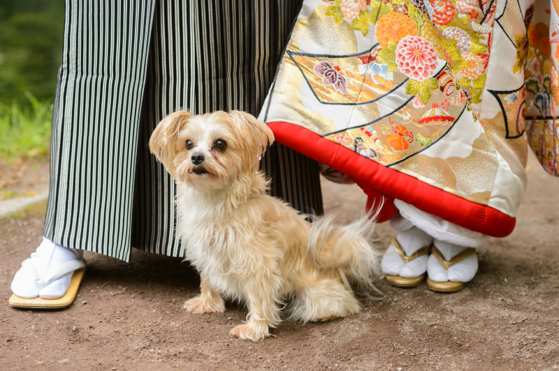 チャペルorロケーションお好きな場所で!【大好きな愛犬と叶えるフォトウェディングプラン】衣裳レンタル・ヘアメイク・データ100枚