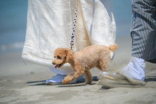 ワンちゃんもおふたりの大切な家族♪衣装姿で記念に残るフォトウェディングを。