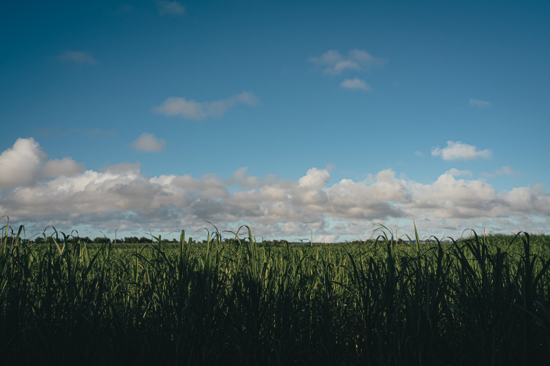 さとうきび畑