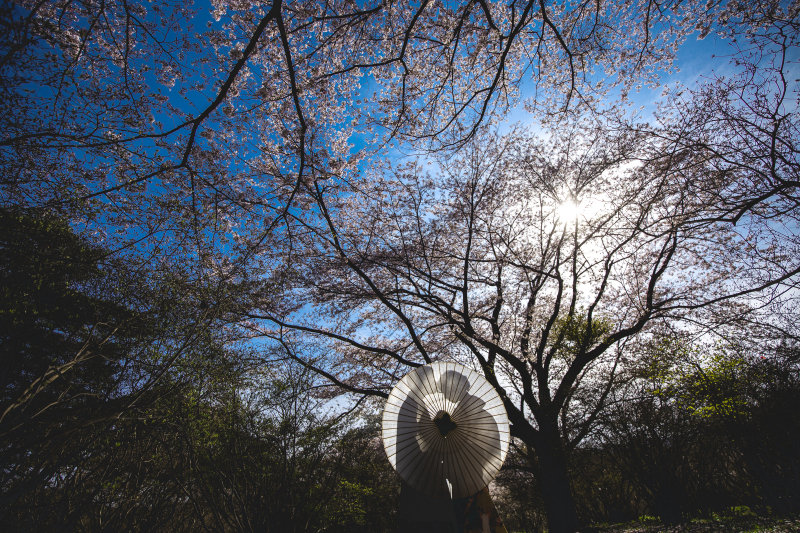 桜と番傘