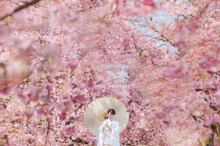 河津桜と竹林で撮影