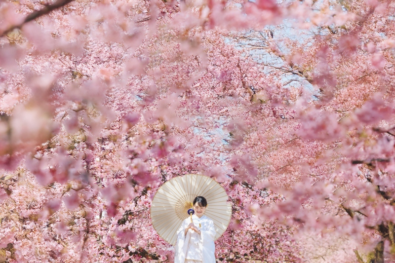 河津桜と竹林で撮影