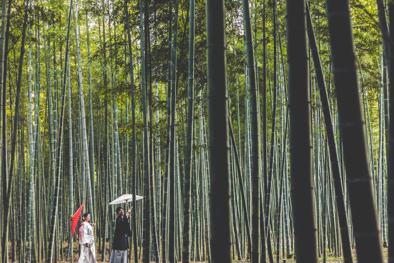 紅葉日本庭園と緑の若竹二箇所豪華ロケ撮影 140,000⇨120,000! データ250カット付