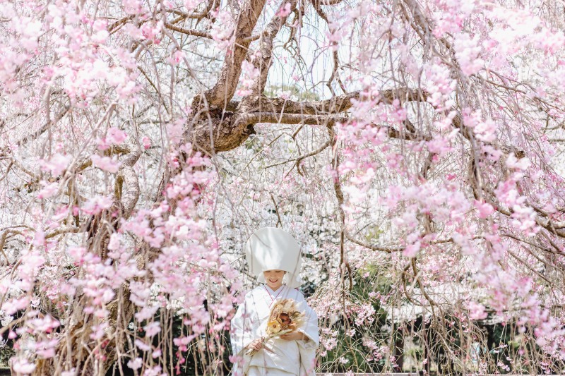 3/15~4/10頃　桜プラン1着＋スタジオ1着　合計お好きな2着（衣装差額なし）89,000円レタッチ済データ130カット付き