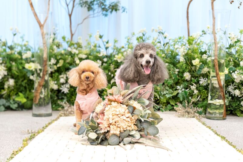 studio PHOTO PARK 東京_ペットと一緒に撮影できる