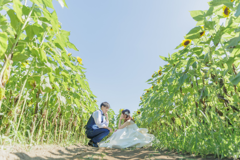 向日葵の中に...