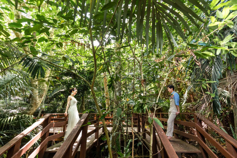 人気スポットヤエヤマヤシ群