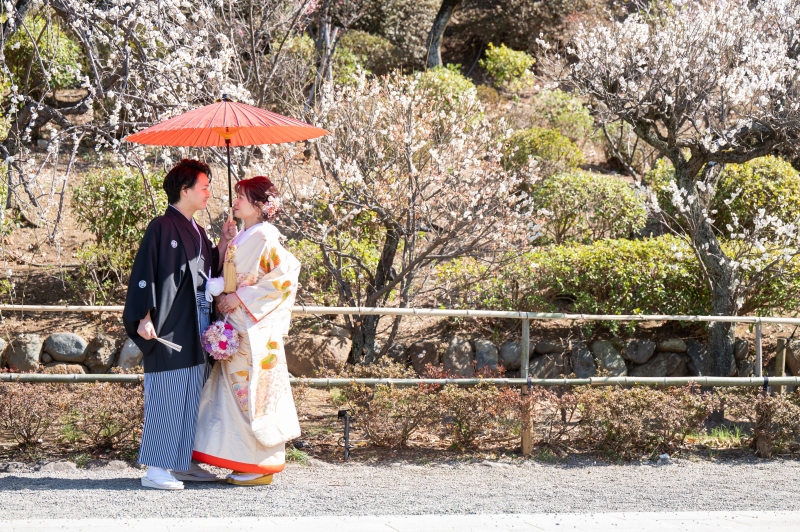 園内にはたくさんの梅が咲いています