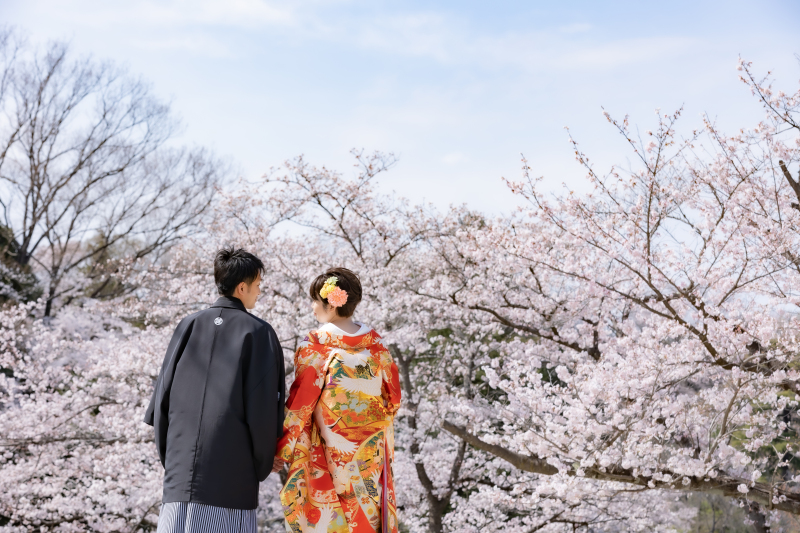 桜と和装はやはり合いますね!
