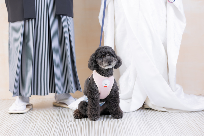 華雅苑 銀座店_ペットと一緒に撮影できる