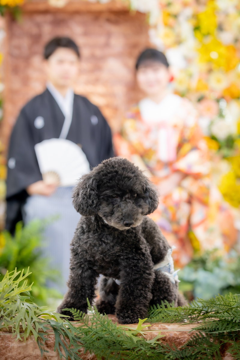 華雅苑 銀座店_ペットと一緒に撮影できる