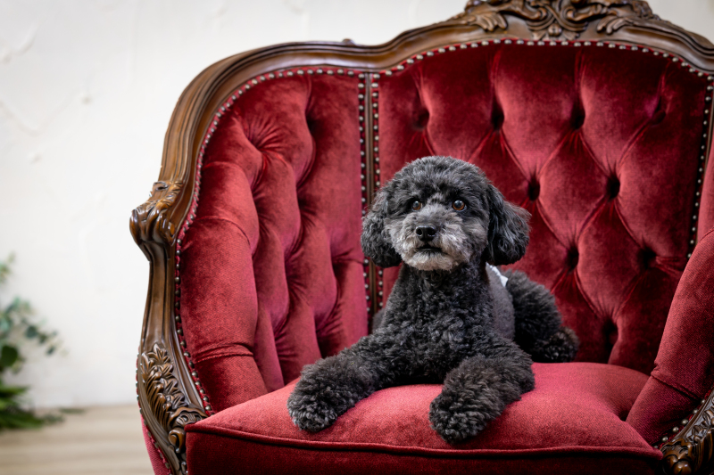華雅苑 銀座店_ペットと一緒に撮影できる