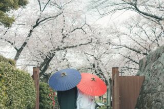 華雅苑 銀座店_和装・桜背景のロケーション