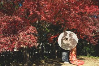 華雅苑 銀座店_紅葉シーズン（11月下旬～12月）の日本庭園